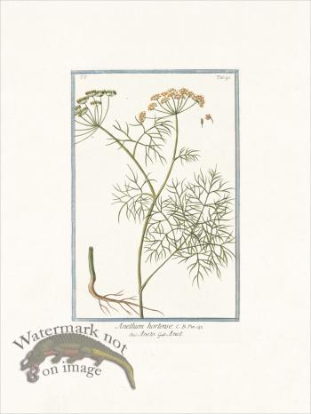 Bonelli 495 Dill weed